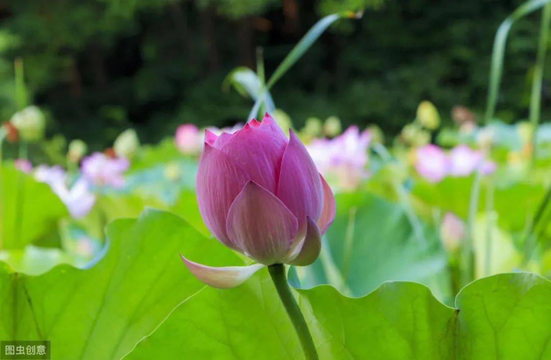 禪語佛心句子菩提本無樹明鏡亦非臺本來無一物何處惹塵埃