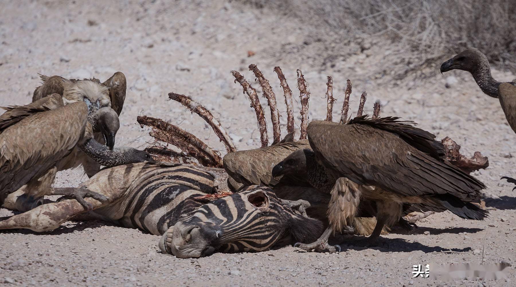 人不能吃腐肉煮熟了还是不能吃食腐动物为什么就能吃