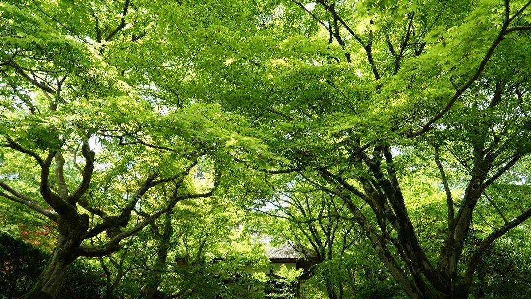 绿色枫林壁纸图片