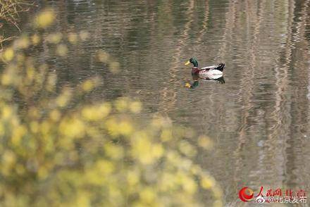水鸟|水鸟嬉戏湖面，传递春的消息