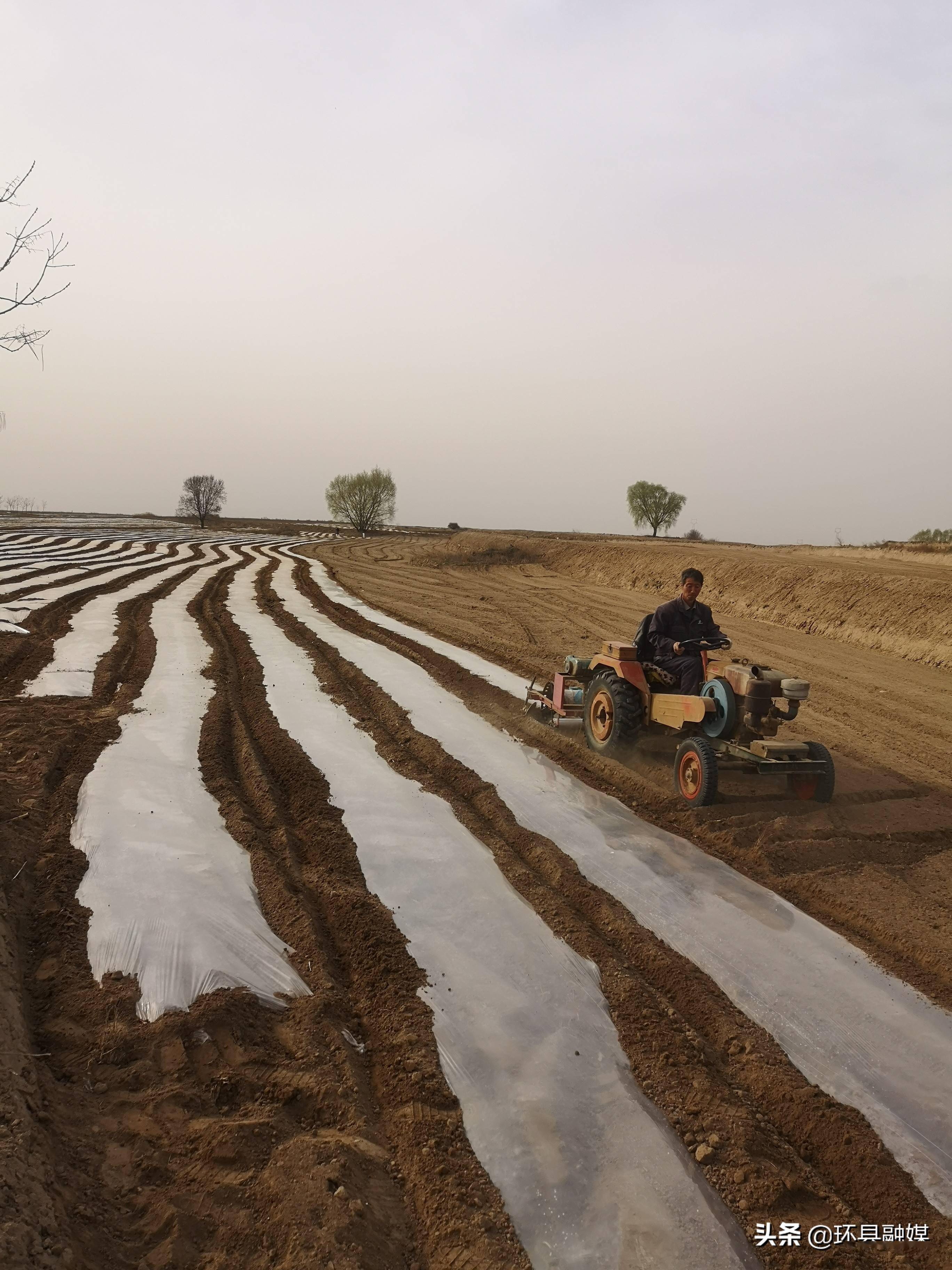环县环城镇抢墒覆膜 掀起春耕生产热潮_地膜_陈百卓_垄沟