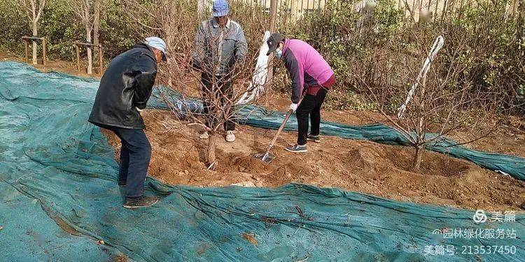 道路绿化苗木价格标准