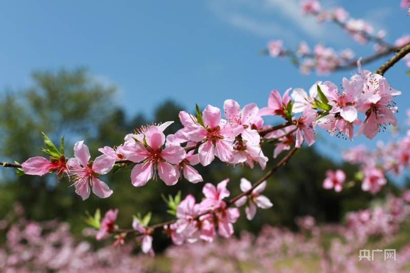 非法|贵州剑河：春和景明桃花开