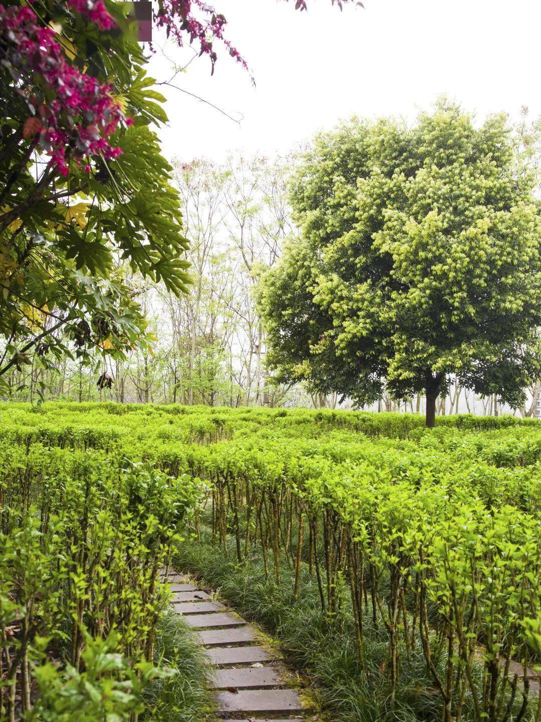 赏蔷薇游迷宫登步道大足南山公园将醉美春色献给你