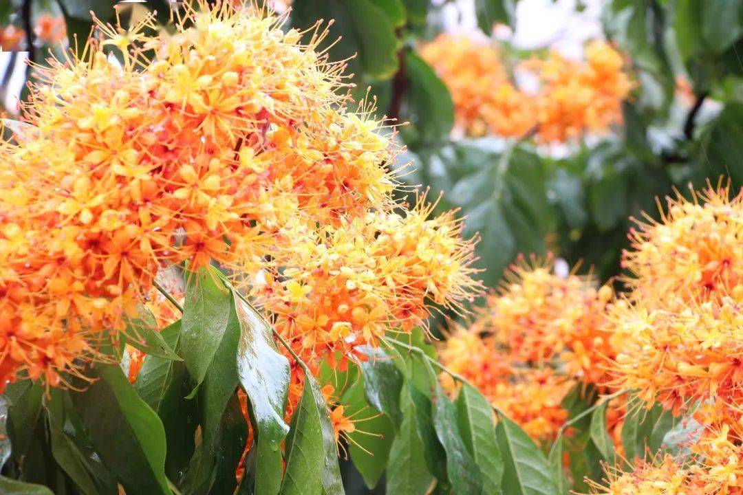 无忧花开火焰怒放花开成景花落成诗