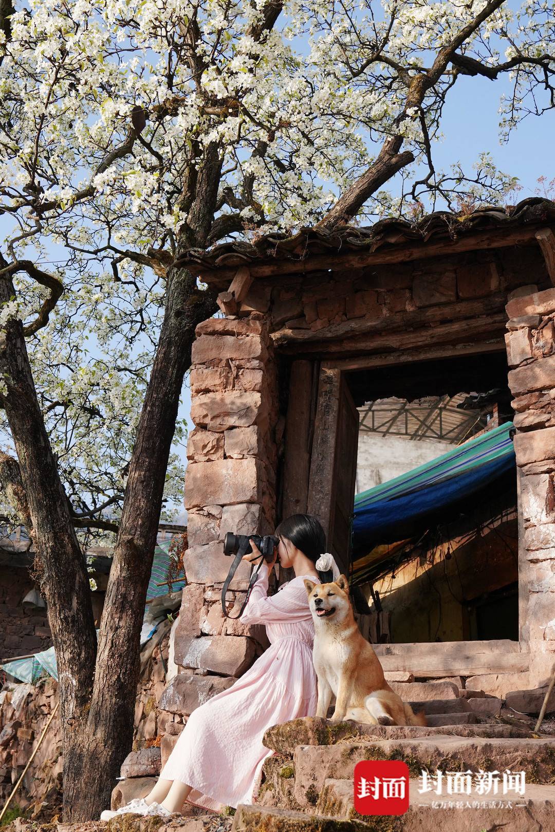 果农树上立甘当蜜蜂授花粉 富庄镇 梨树 汉源县