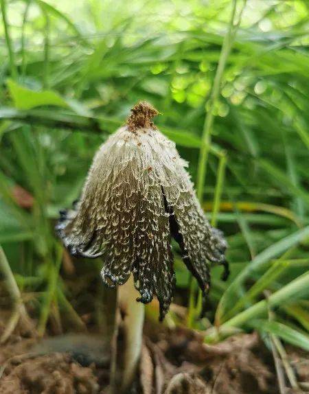 毛头鬼伞相似的毒蘑菇图片