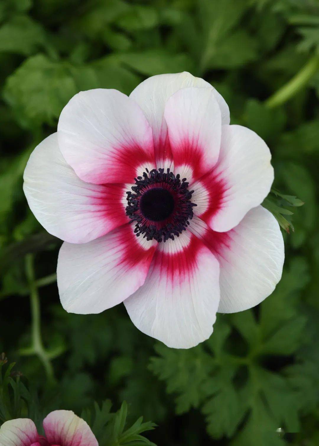 淡紫玫瑰红雪后的银莲花 蒙娜丽莎·银莲花苗种花朵颜色靓丽,在花束中