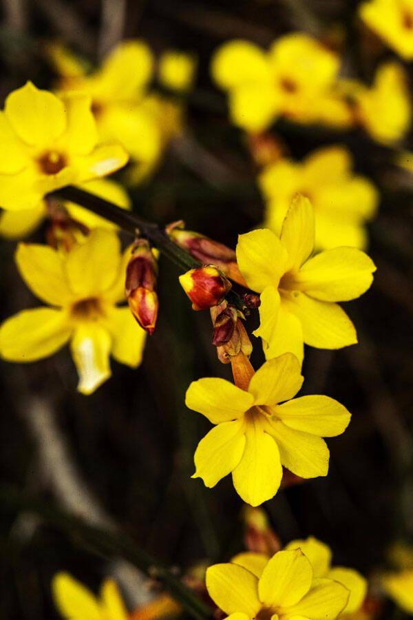 烟台蓬莱迎春花绽放美如画