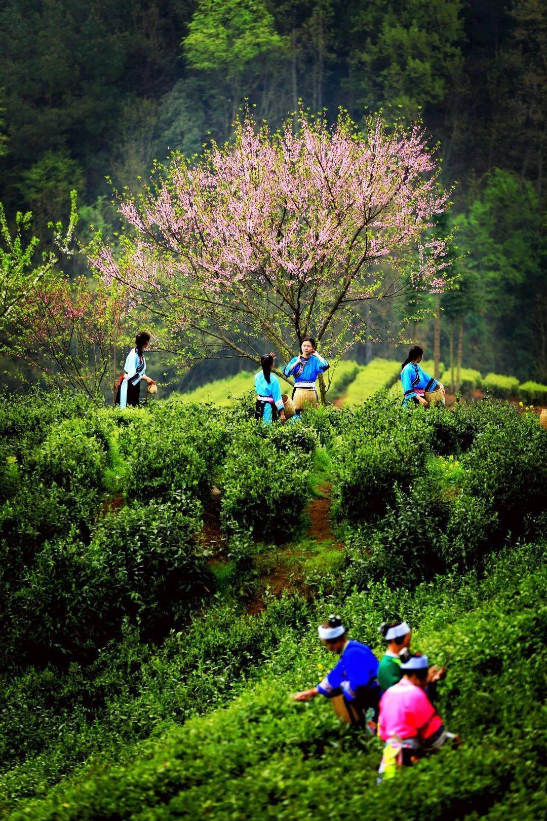 太美了安顺这两位摄影师镜头下的茶园风光每一张都可做壁纸