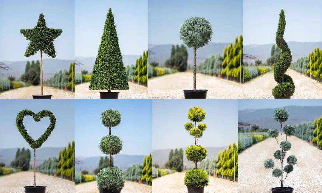 修剪_植物_造型