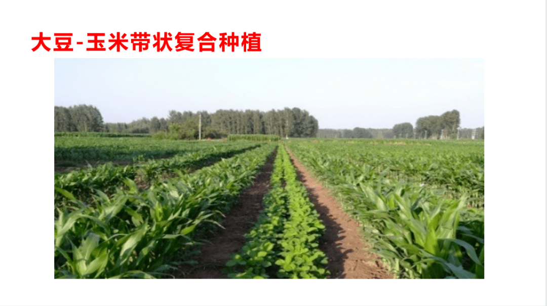 大豆玉米带状复合种植技术