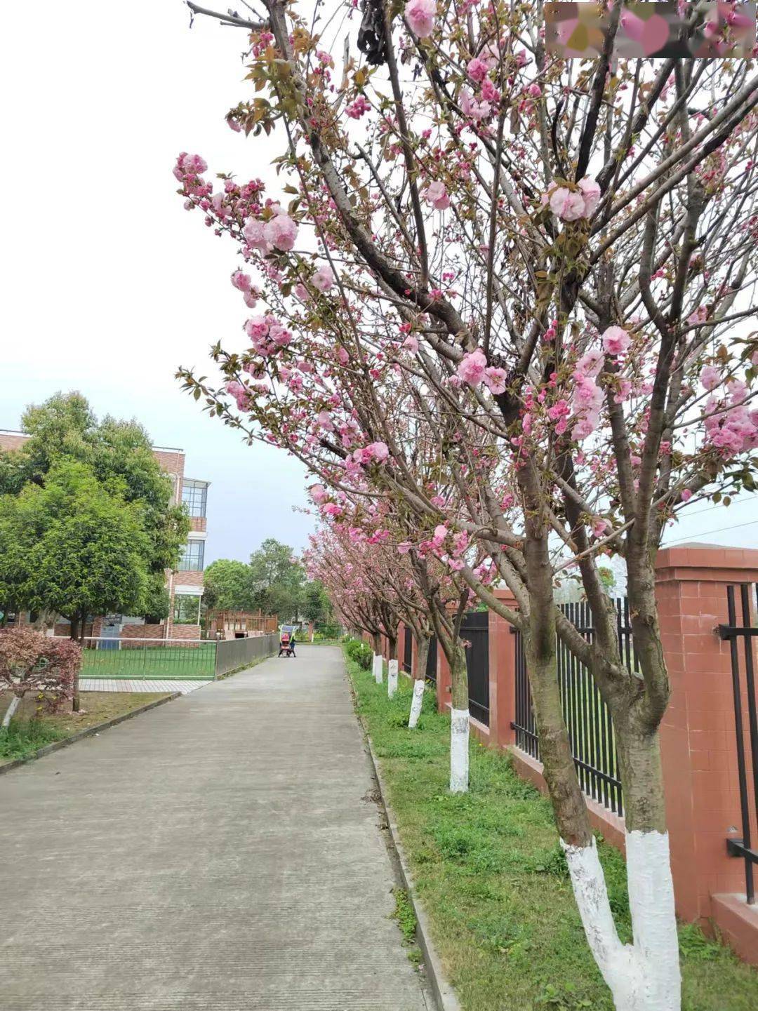 校园里的春日浪漫赶紧来围观