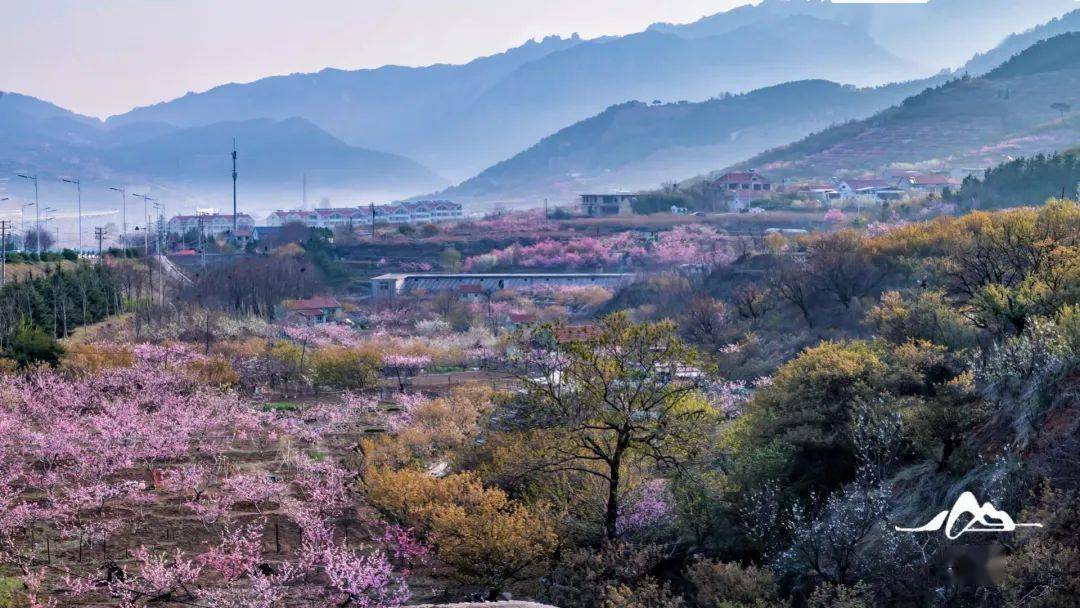 梨花|『崂有爱 福相伴』云游崂山，超美的赏花攻略大全来啦