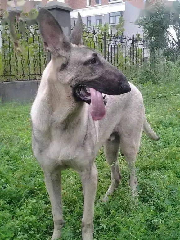 纯种狼青犬图片及标准图片