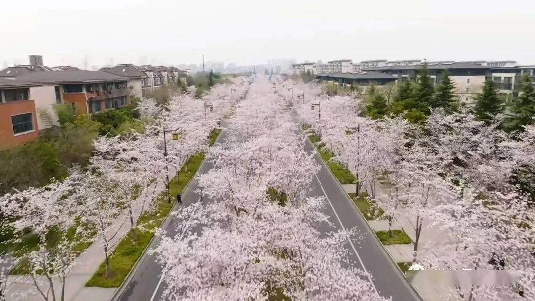 揚州櫻花大道驚豔上線萬名網友雲上賞櫻