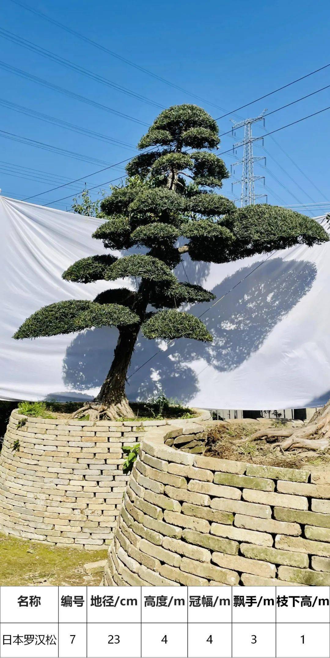 马后花园精品日本进口罗汉松独特造型