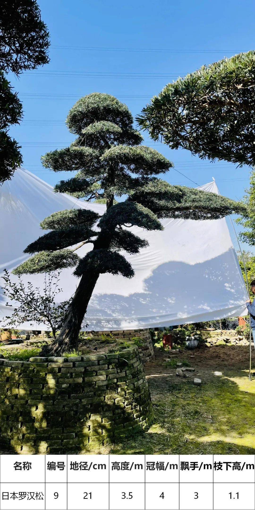 马后花园精品日本进口罗汉松独特造型