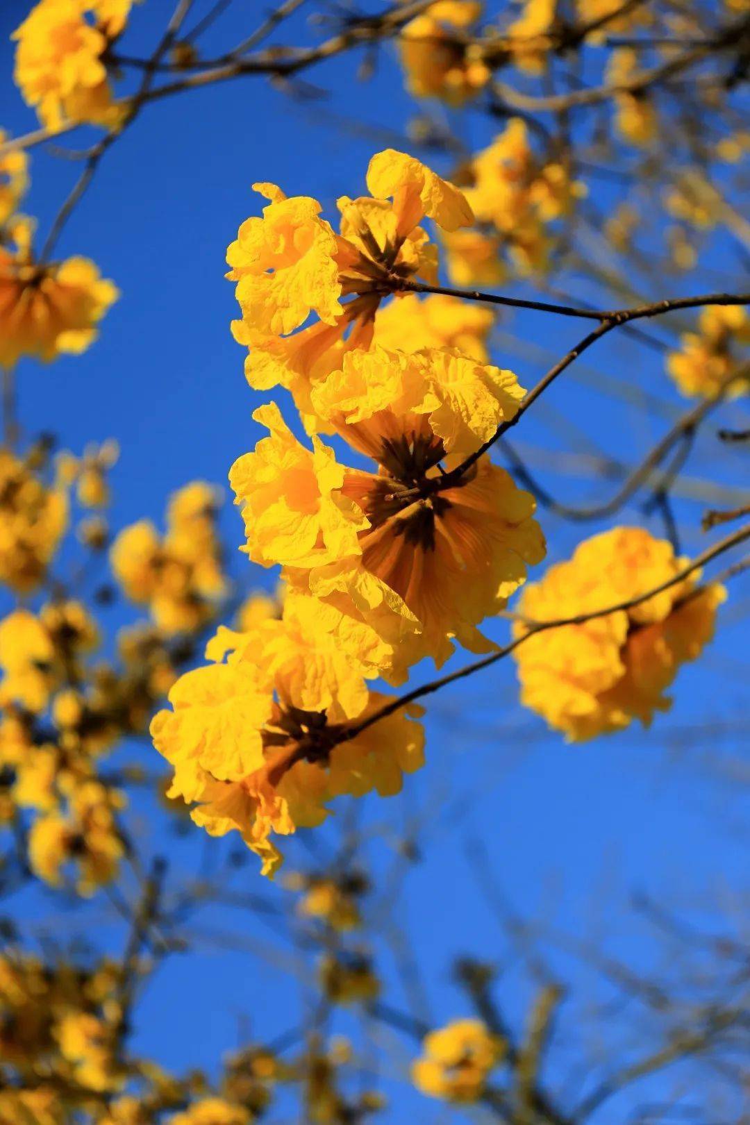 海洋中你是否在这片置身画中融为一体暖阳 蓝天 绿树 黄花-01-花语