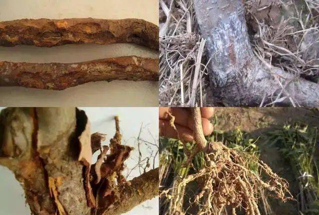 死苗烂棵现象频发那是因为你没有遇见它