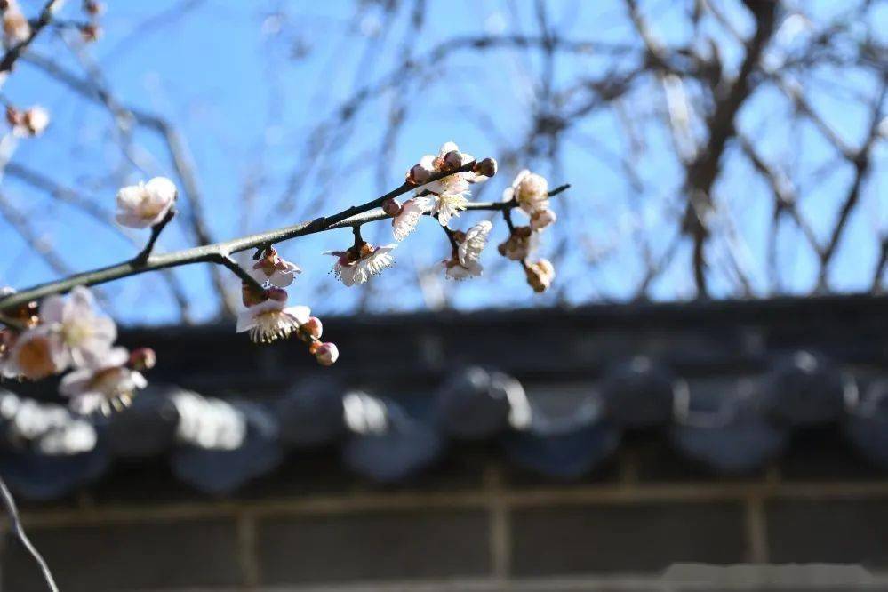 花呢|此刻，邂逅蓬莱阁的“梅”好时光！