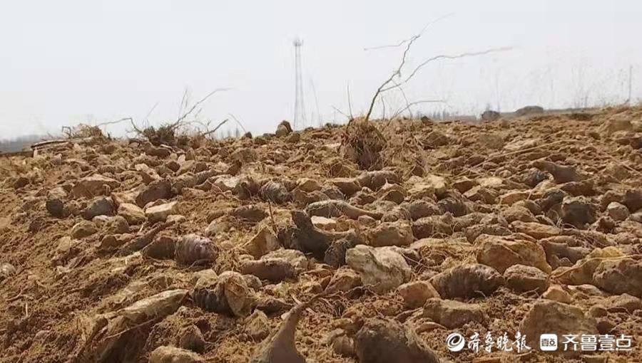 种植胰岛果被骗图片