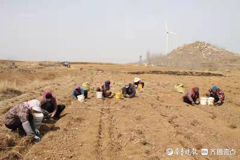 新泰市石莱镇初春丰收"胰岛果",亩均收入一万元_种植_发展_农业
