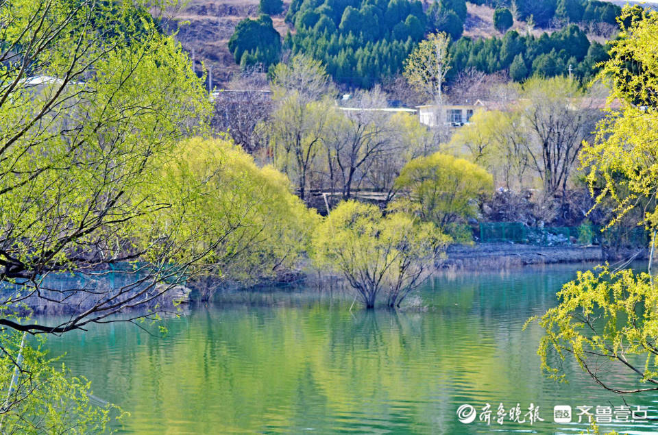 好景山东鹅黄映碧水春季济南卧虎山水库碧水蓝天风景如画