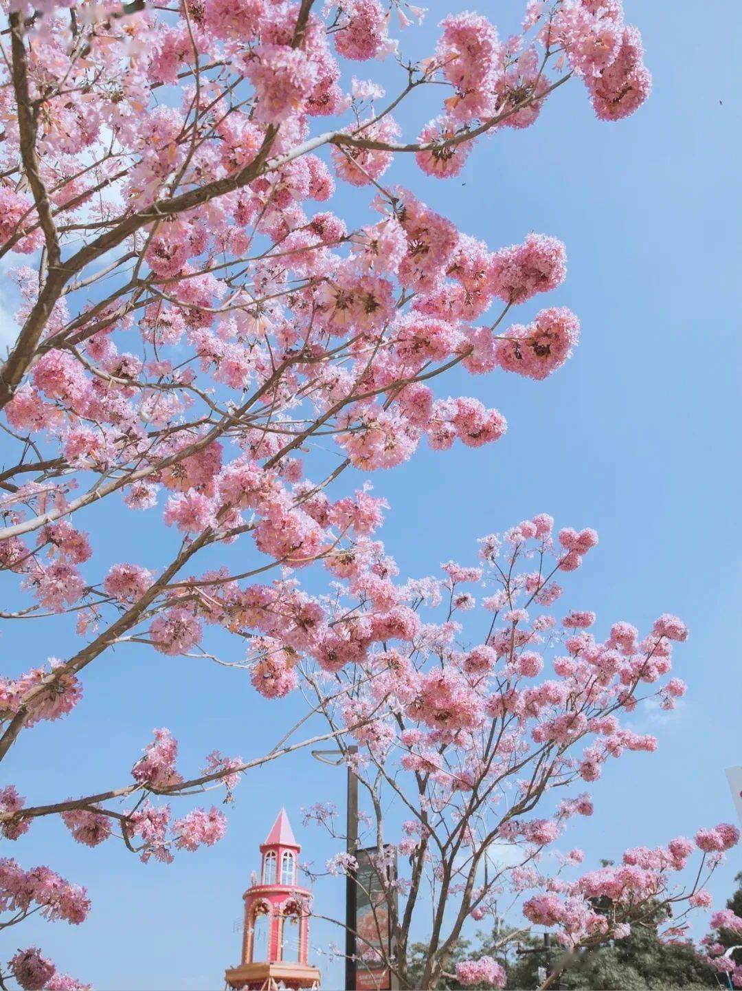 这些常见的木系美人 花开如云 比樱花还灿烂 路过记得抬头看 木棉花 铃木 花朵