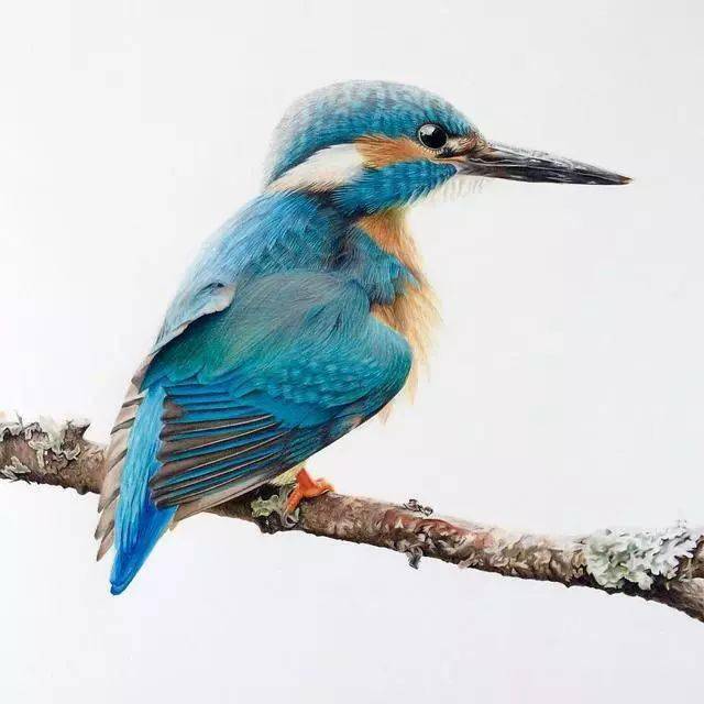 超写实的彩铅画让人赏心悦目