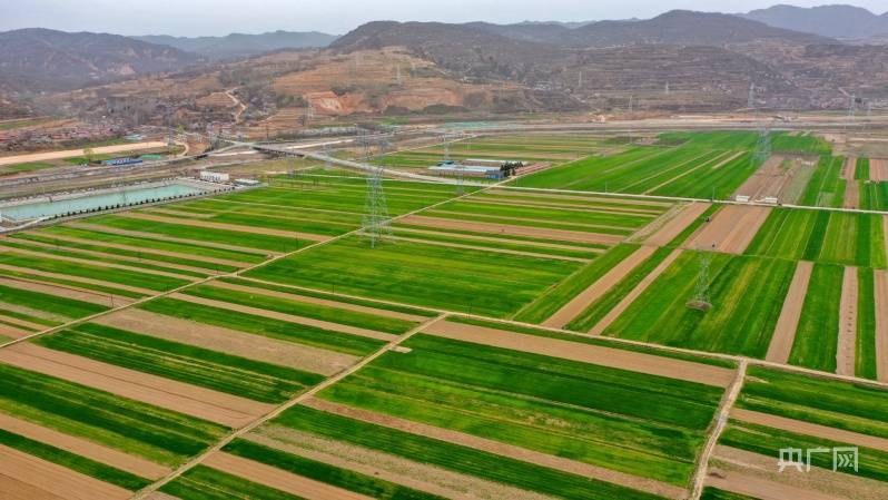 甘肃崇信:万象"耕"新 小麦长势喜人_崇信县_河川区_徐炜