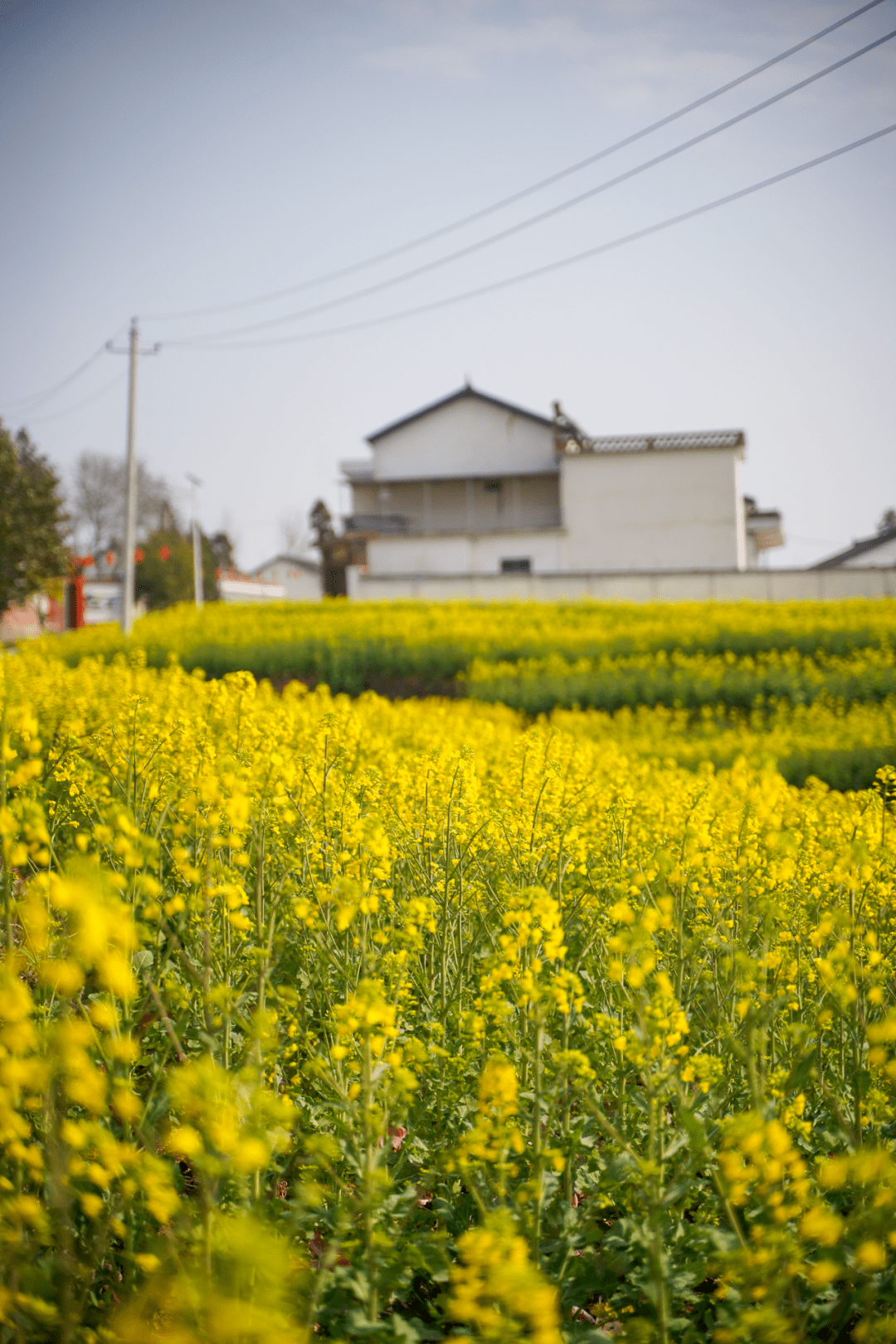 陕西这片油菜花开得正好!另附10条绝美观花路线!_洋县_种植_梨园