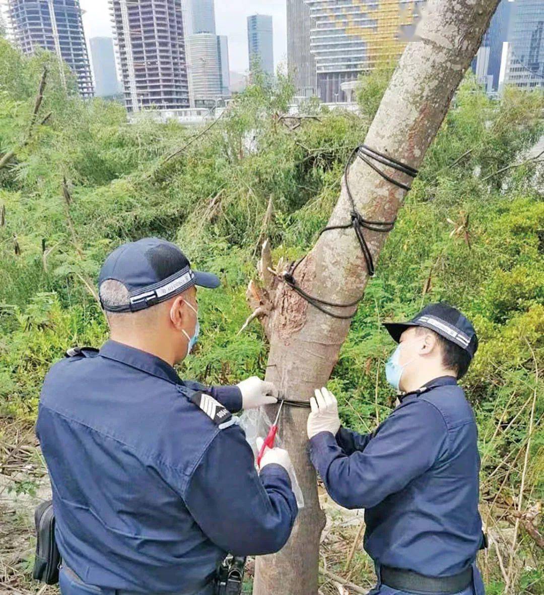 海關人員將綁在樹上的索帶卸下.