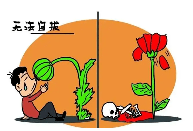 禁止种植罂粟图片