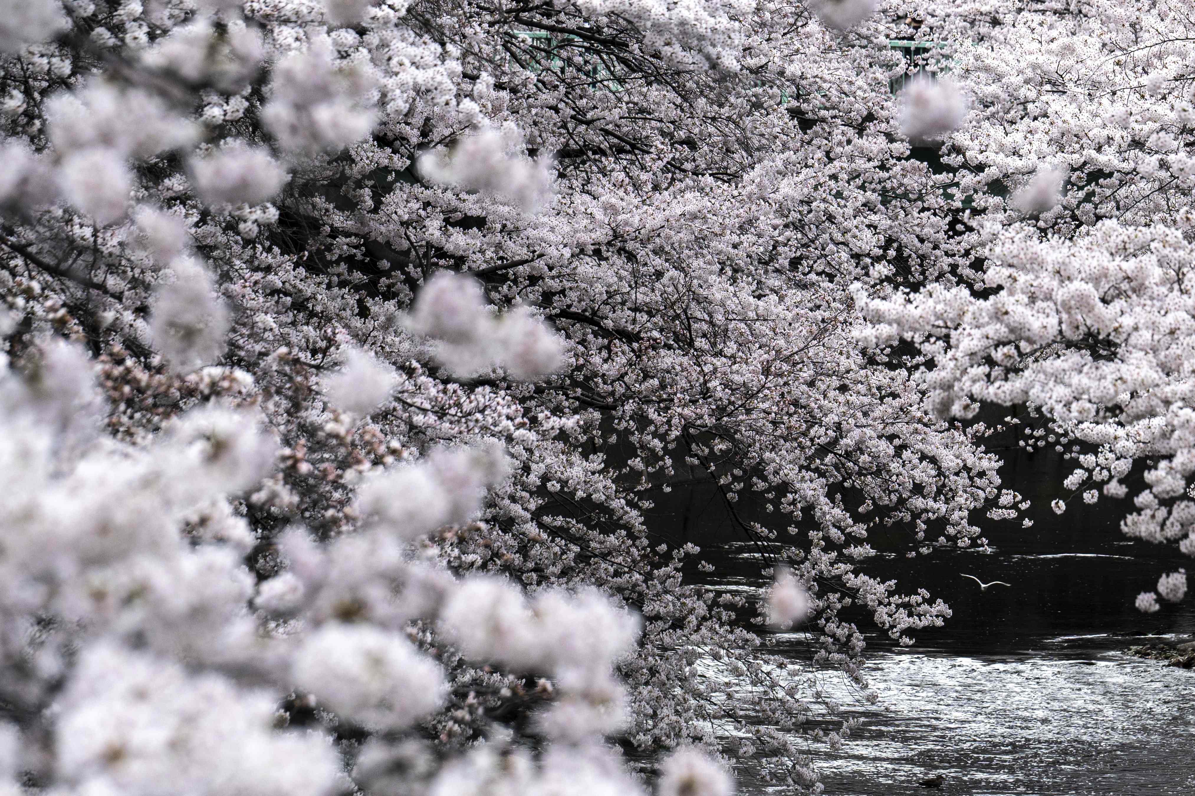 游客|东京：又是一年樱花季