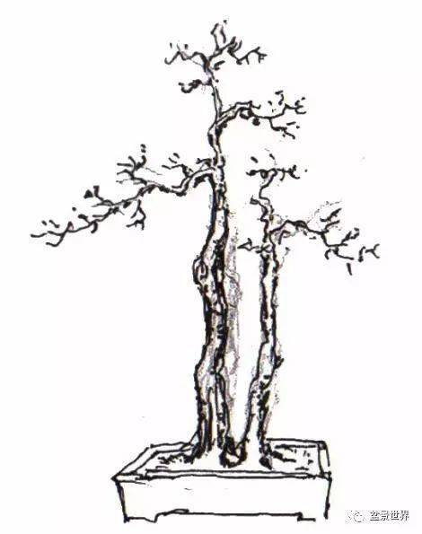 孖干▲叠翠▲大树型文丨谢荣耀 绘图丨吴劲章岭南盆景的特色与技法