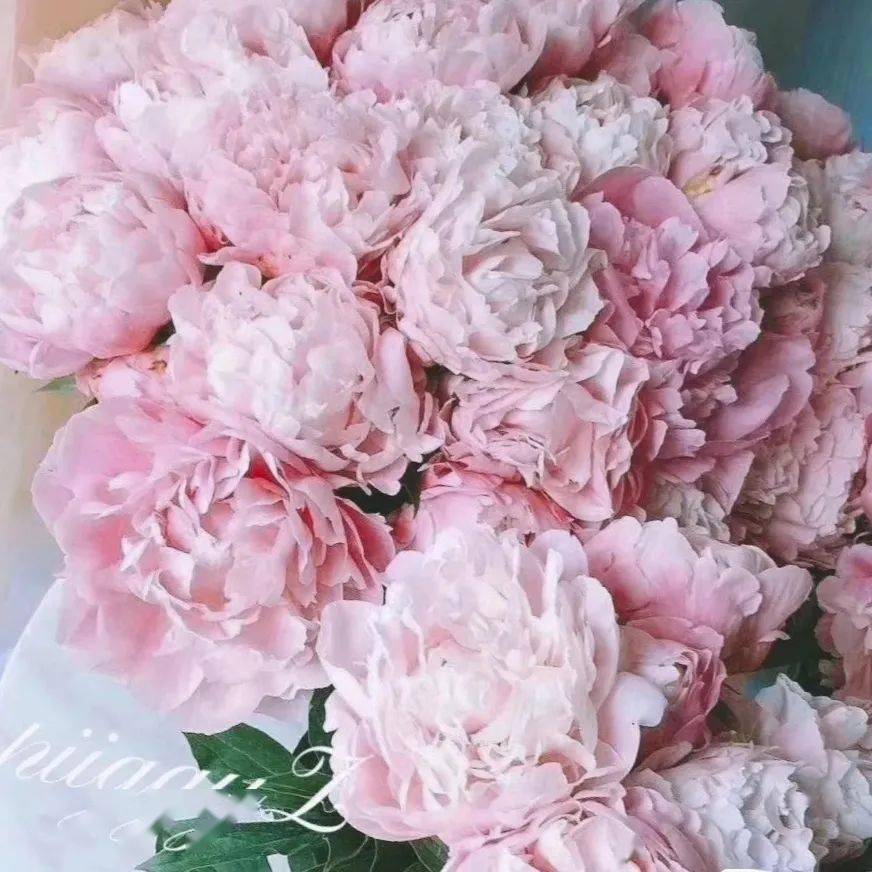 今日芍药种生粉