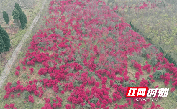 柔丝|新田：继木花开春意浓 柔丝万缕炫新红