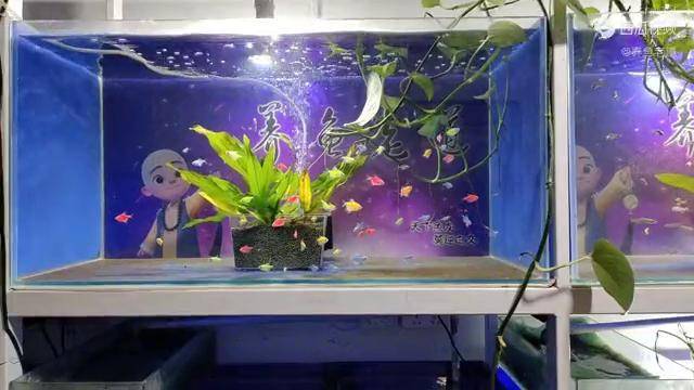 为什么小斑马鱼的鱼缸水质出问题了养鱼初期水换多了