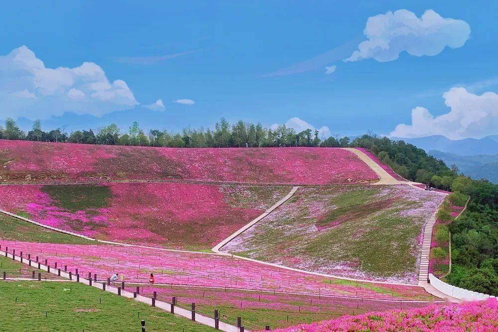 【樂行族|休閒】4月3日/4日,達人谷芝櫻花開成海,以絕美的嫣紫海洋