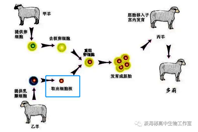 核移植技术注入的是细胞还是细胞核