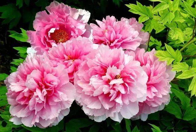 中国十大名花欣赏，美极了！