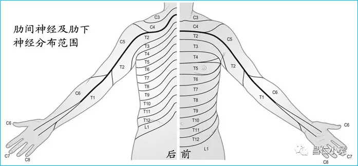 4.髂筋膜阻滯:主要適用於髖關節置換術,股骨粗隆手術.