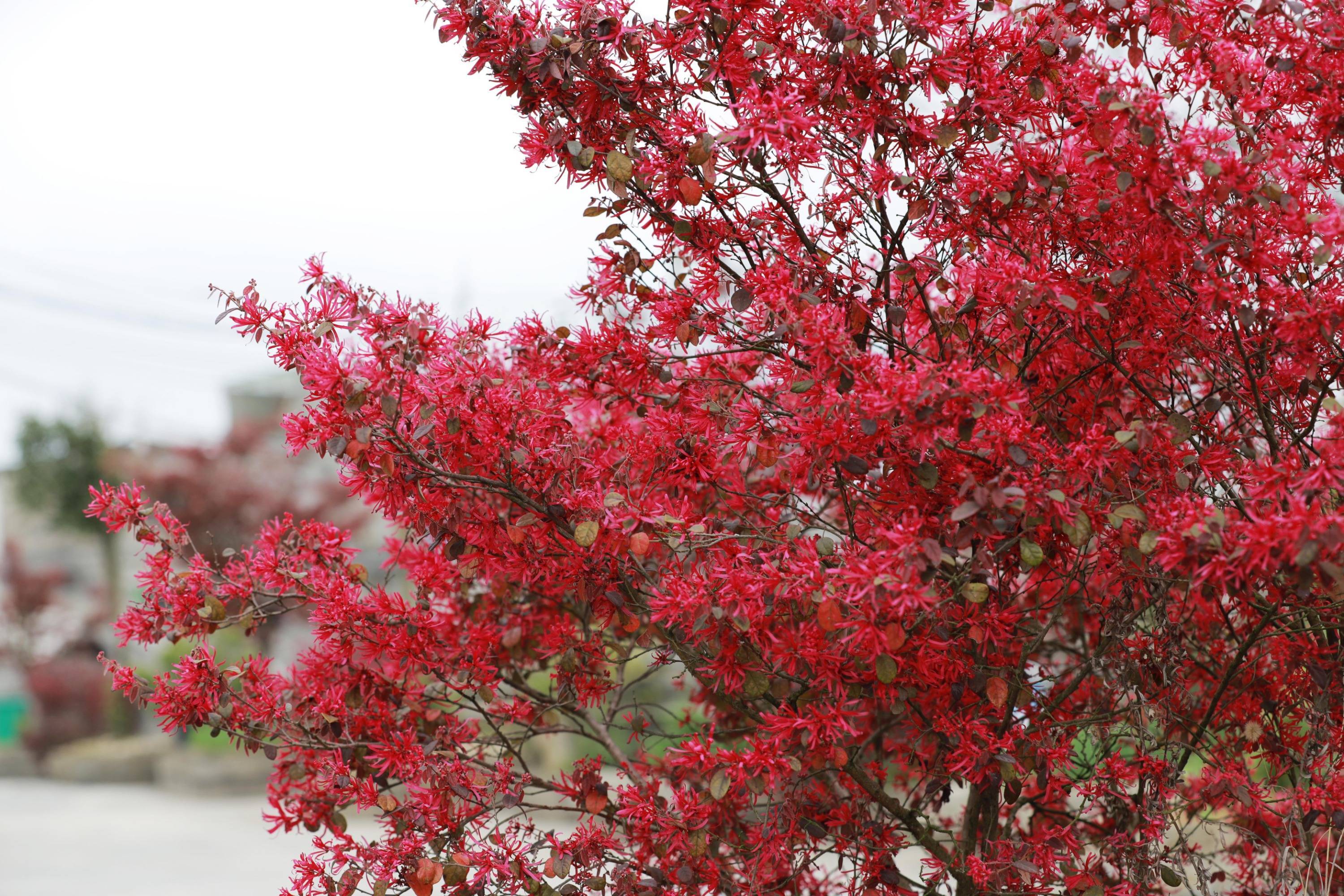 贵州黔西春暖花红