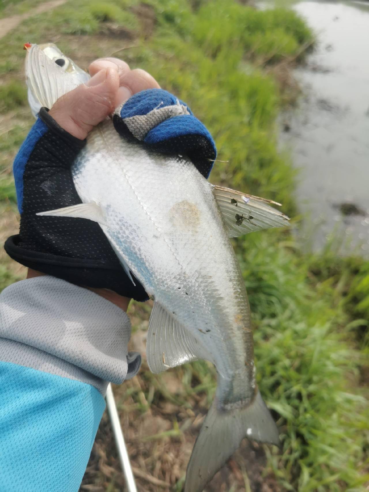 放生渔获鱼获不忍直视一条翘嘴足矣