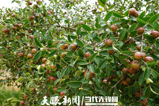 贵州油茶良种选育与丰产高效关键技术创新成果丰硕