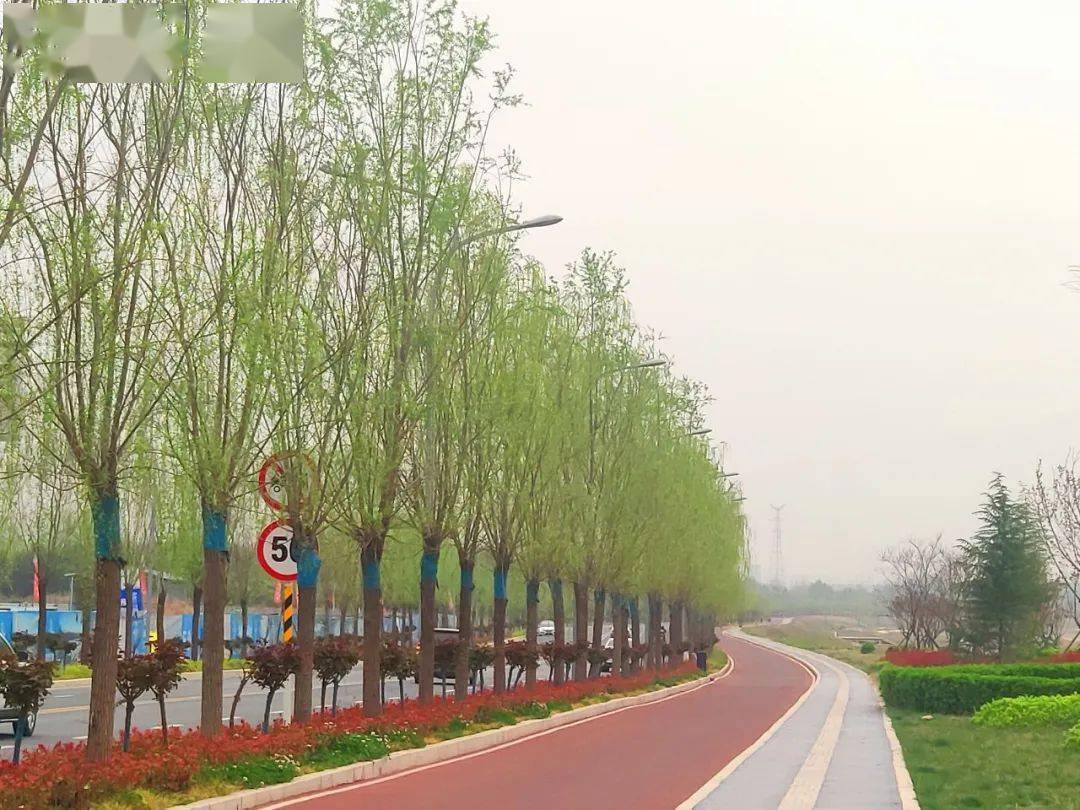 蓝田美景打卡推荐五灞河大道绿柳飘堤春景美如画