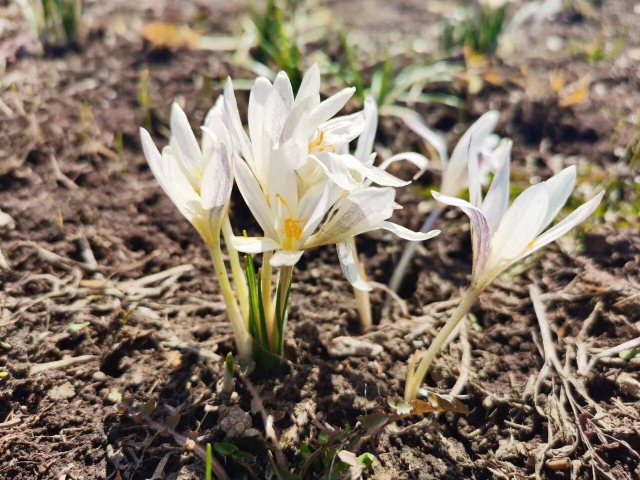新疆昭苏农业示范园野百合迎春绽放_昭苏县_冰花_雪水