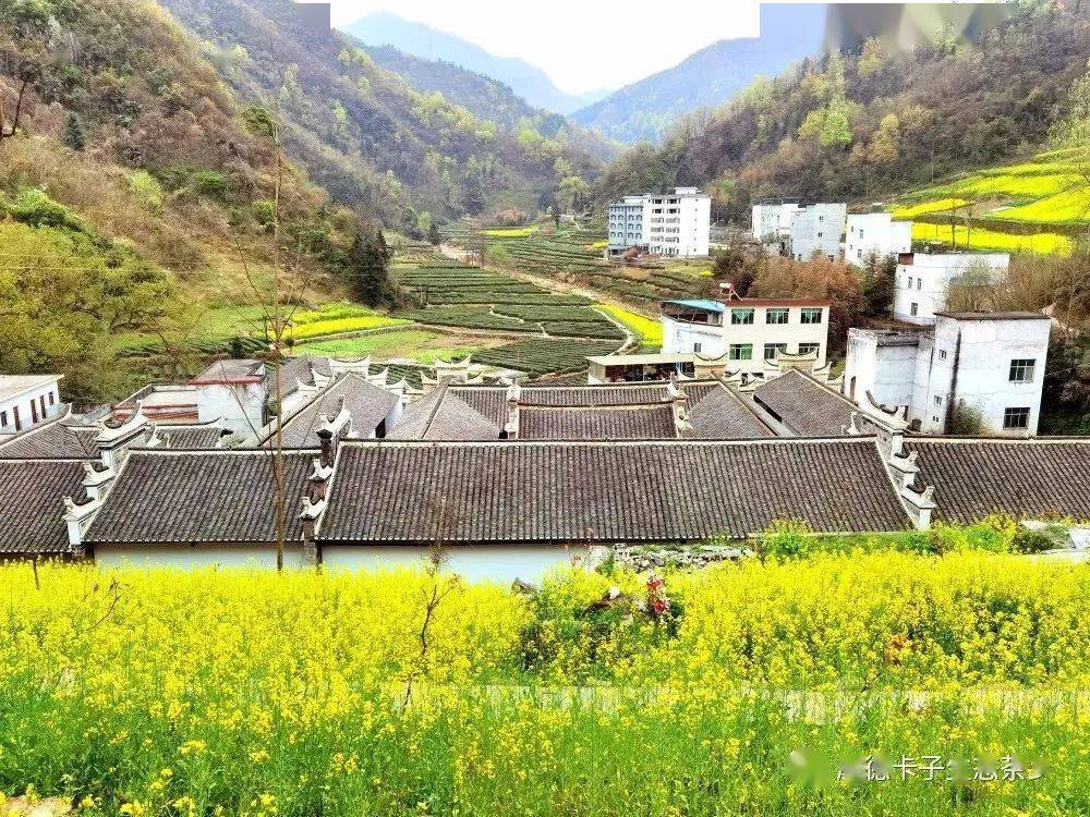 白河还有这么美的油菜花海_卡子镇_桂花村_来源