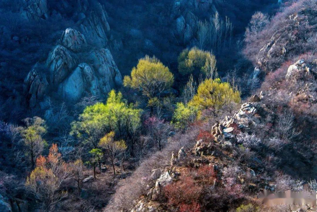 图说赞皇杏花仙子凌空舞波浪坡上秀娇姿